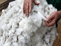 همانهایی که از چین، مهر و تسبیح وارد کشور میکنند، در حال واردات پشم از مغولستان به ایران هستند!