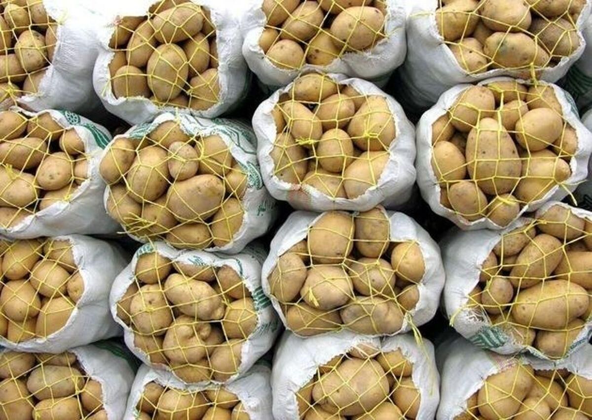  برگشت خوردن سیب زمینی‌های صادراتی ایران از ترکمنستان کذب محض است/ اصلا ما به ترکمنستان سیب زمینی صادر نمی‌کنیم