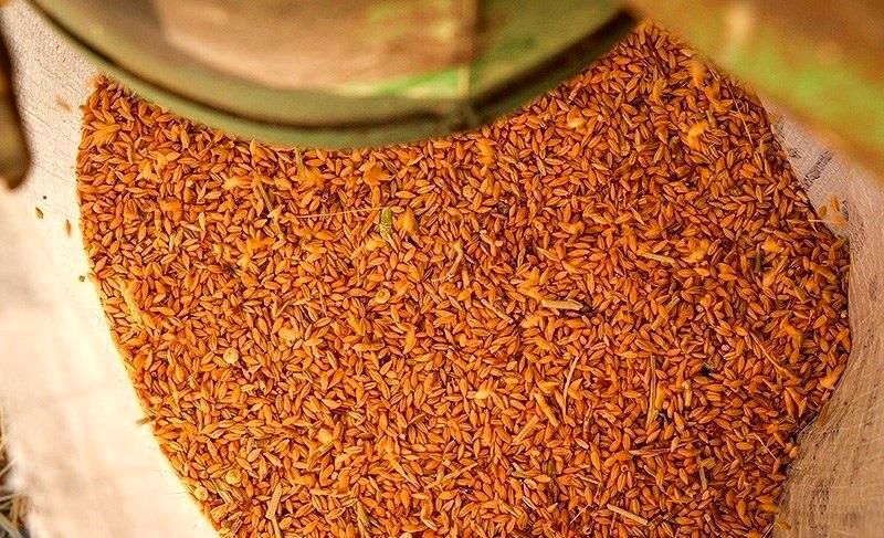 حمایت تعرفه ای از واردکنندگان مانع بروز مشکل در تامین کالاهای اساسی می شود