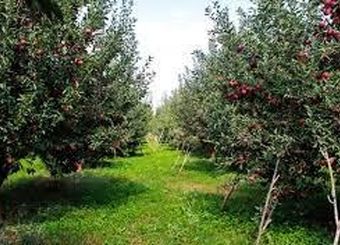 ساماندهی و استانداردسازی تولیدات باغی با شناسنامه‌دار کردن‌ باغات