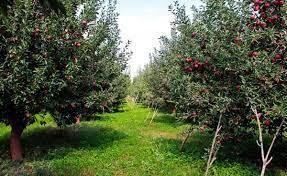 ساماندهی و استانداردسازی تولیدات باغی با شناسنامهدار کردن باغات