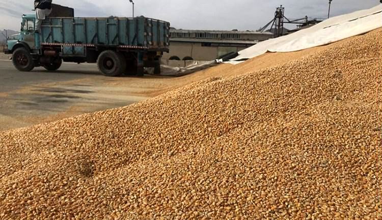 رشد ارزشی واردات نهاده دامی به ۵۵ درصد رسید