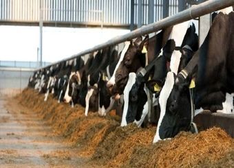 افزایش ۳/۵ تا ۴ برابری قیمت برخی اقلام خوراک دامی طی دو سال