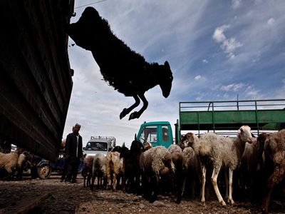  افزایش ۷ میلیونی تعداد دام سبک کشور طی سه سال اخیر 