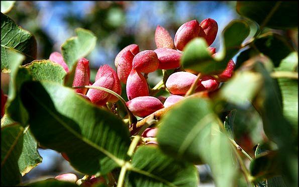 صادرات پسته ۳۴ درصد کاهش یافته اما همچنان در اوج است