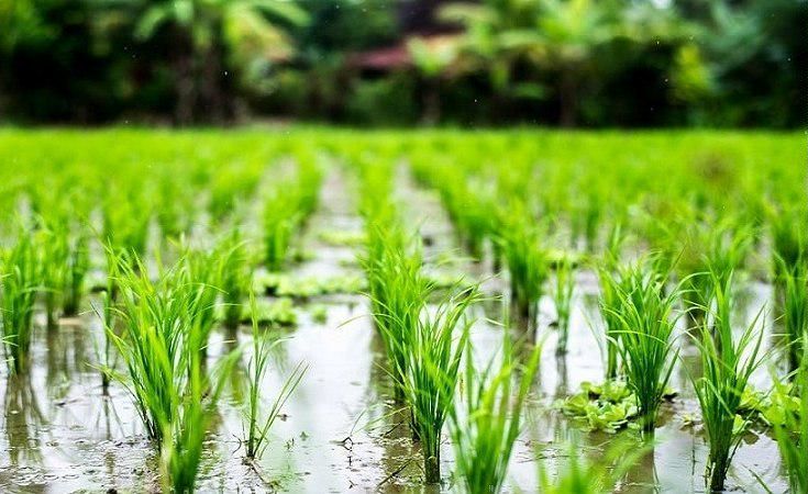 خودکفایی در تولید برنج کاملا امکان پذیر است