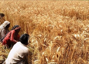  ۸۳ درصد از ارزبری واردات بخش غذا و کشاورزی ایران مربوط به اقلام زراعی است