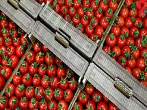  اقدام وزارت جهاد کشاورزی برای مدیریت صادرات گوجه