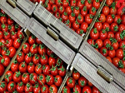  اقدام وزارت جهاد کشاورزی برای مدیریت صادرات گوجه