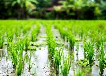 در ۹ استان ایران برنج کاشته می‌شود