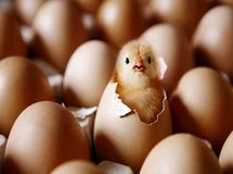 توضیحات معاونت تولیدات امور دامی وزارت جهادکشاورزی به خبر «نود اقتصادی»