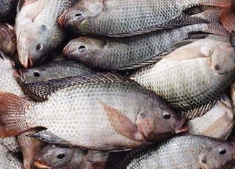 میزان مصرف ماهی در ۷ سال گذشته ۵۰ درصد کاهش یافته است