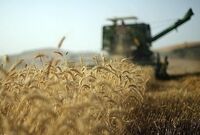 پیش‌بینی تولید ۱۲.۵ میلیون تن گندم در سال جاری