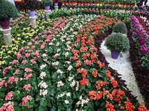 واردات ۳/۳ میلیون دلاری گیاهان زینتی در ۴ ماهه نخست + نمودار