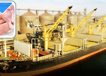 واردات بی واسطه نهاده گامی برای تحقق شعار سال