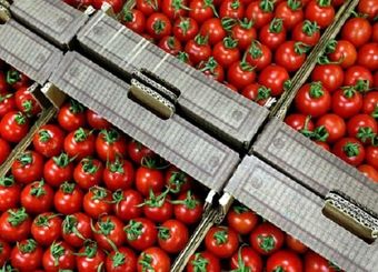 صادرات ۴۷۶ میلیون دلاری گوجه‌فرنگی و رب در ۱۱ ماهه