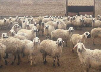 تقلای مدیرعامل اتحادیه دام سبک برای گرانی گوشت قرمز!