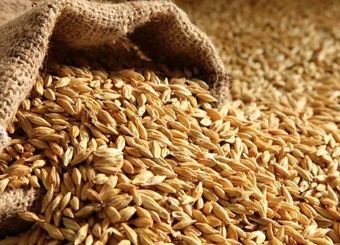 قیمت تضمینی جو تولید داخل مصوب شد