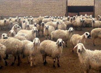 افزایش ۱/۴ میلیونی تعداد دام سبک کشور