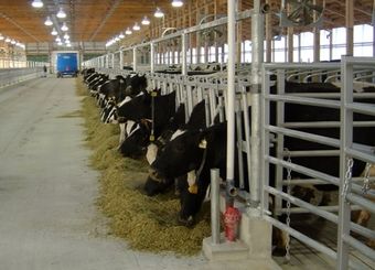 چرا دولت نهاده‌های دامی را اعتباری به‌فروش نمی‌رساند؟