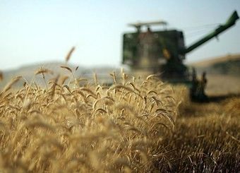 قیمت سبوس گندم آزاد شد