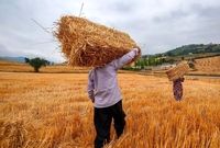 عربستان بزرگ‌ترین صادرکننده گندم جهان شد ولی ما به بهانه کم‌آبی گندم نمی‌کاریم