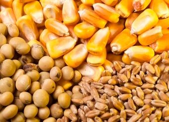 عرضه ۱۰ برابری مصرف روزانه نهاده در سامانه بازارگاه
