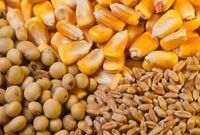نهاده‌های فروخته شده گران نمی‌شود

