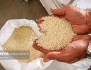 ثبت‌سفارش برنج از هفته آینده آغاز می‌شود