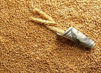 امروز قیمت خرید تضمینی گندم تعیین می‌شود

