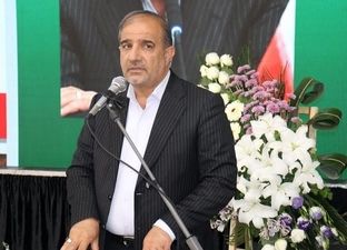 دام‌ها در مزارع سبز گندم در حال چرا هستند
