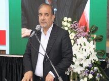 دام‌ها در مزارع سبز گندم در حال چرا هستند
