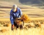 پرداخت مطالبات گندم‌کاران از ۱۵۰ همت گذشت
