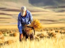 پرداخت مطالبات گندم‌کاران از ۱۵۰ همت گذشت
