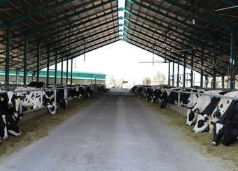 نامه سرگشاده اتحادیه کارخانجات خوراک به وزیر جهاد کشاورزی
