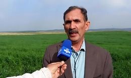 بحران بذر دیم در سال خشکسالی؛ ضرورت تسریع در پرداخت یارانه
