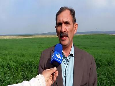 بحران بذر دیم در سال خشکسالی؛ ضرورت تسریع در پرداخت یارانه
