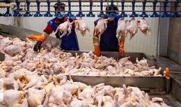 نبود نهاده دامی مرغ‌ها را زودتر و با وزن پایین‌تر راهی کشتارگاه می‌کند
