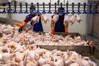 نبود نهاده دامی مرغ‌ها را زودتر و با وزن پایین‌تر راهی کشتارگاه می‌کند
