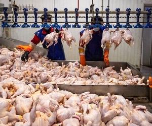نبود نهاده دامی مرغ‌ها را زودتر و با وزن پایین‌تر راهی کشتارگاه می‌کند
