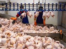 نبود نهاده دامی مرغ‌ها را زودتر و با وزن پایین‌تر راهی کشتارگاه می‌کند
