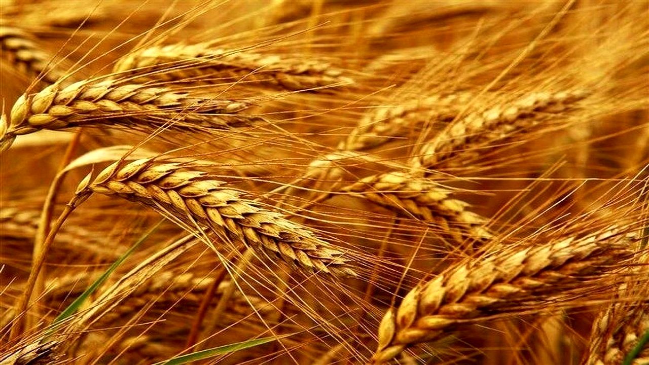 کاهش کشت جو و رشد قابل توجه کشت گندم در کشور