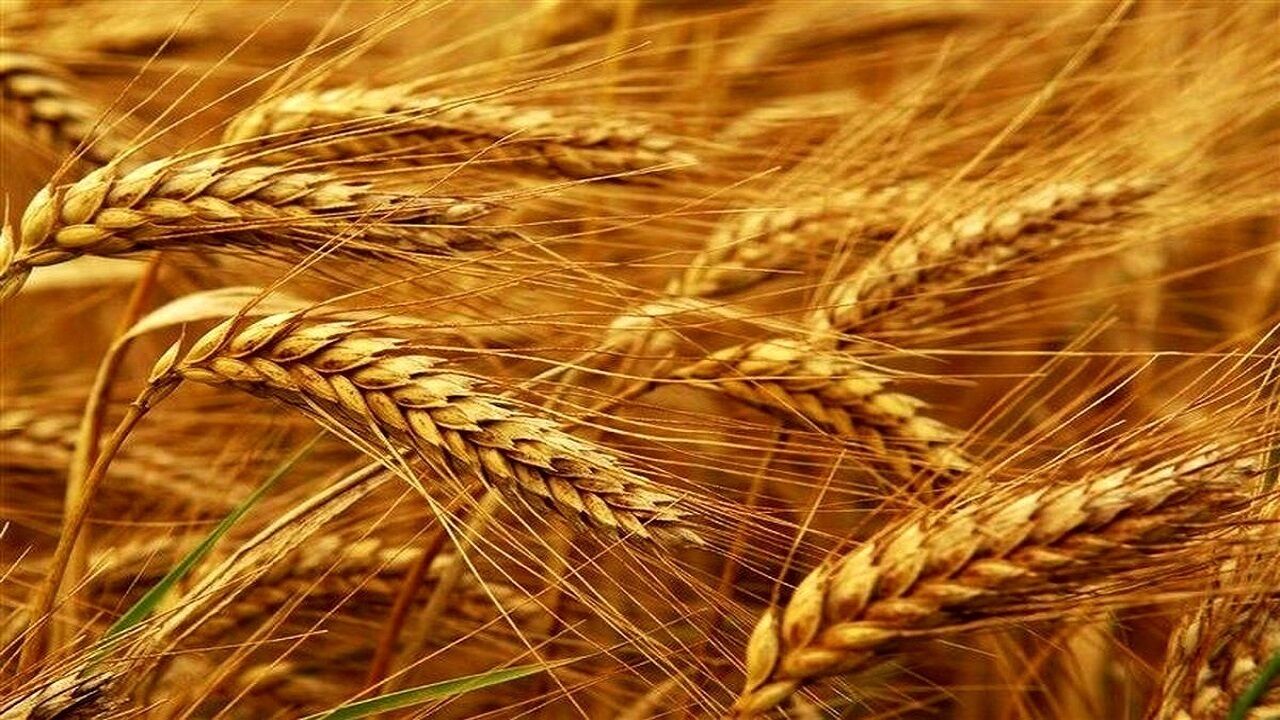 کاهش کشت جو و رشد قابل توجه کشت گندم در کشور

