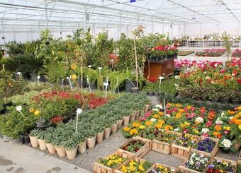 گل مشتری ندارد!