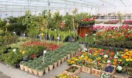 گل مشتری ندارد!