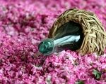 ایران ۶۰ هزار هکتار گل‌محمدی دارد؛ چرا بازار جهانی اسانس را به رقبا باخته‌ایم؟