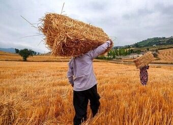 مازندران رکورد زد / تولید ۵ هزار تن بذر گواهی شده در یک سال
