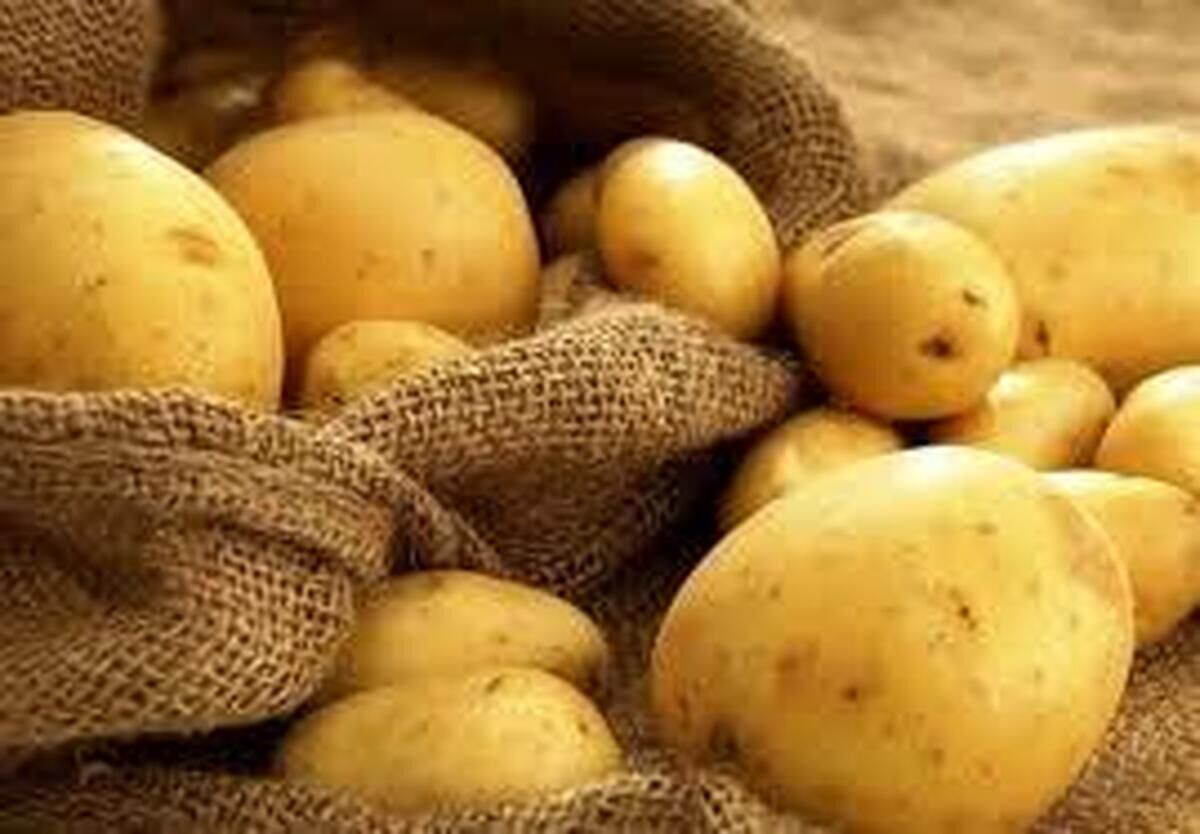 خبر خوش برای کشاورزان/ نرخ خرید تضمینی سیب‌زمینی و پیاز مشخص شد