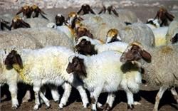 رئیس سازمان دامپزشکی: موردی از تب برفکی در گاوداریهای صنعتی مشاهده نشده است