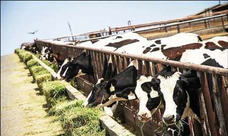 معاون پیشگیری سازمان دامپزشکی از شیوع نوعی بیماری پوستی در دامداری‌های چهار استان خبر داد